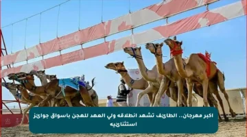 أكبر مهرجان.. الطائف تشهد انطلاقة ولي العهد للهجن بأسواق جوائز استثنائية